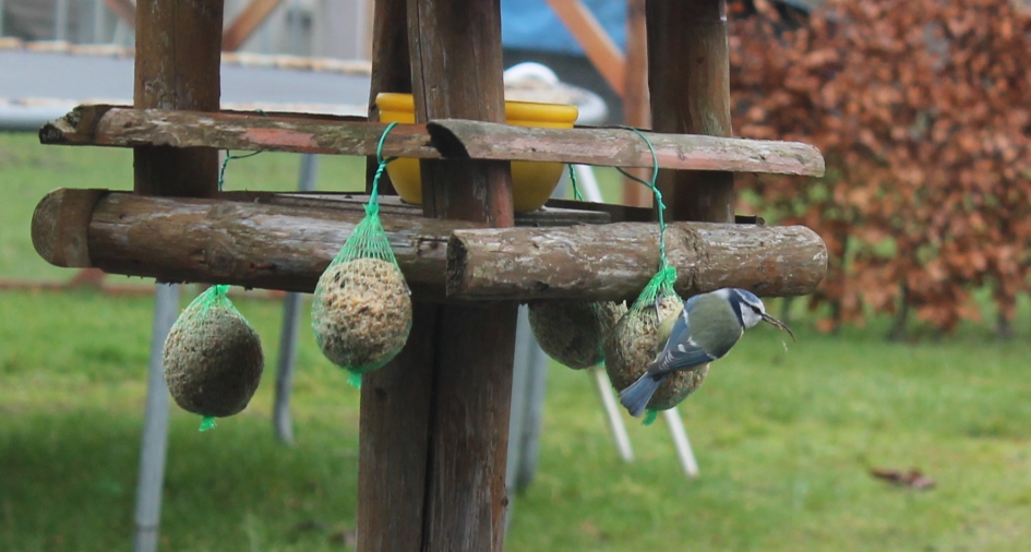 Pimpelmees xxl snavel - Vogels - Pimpelmees