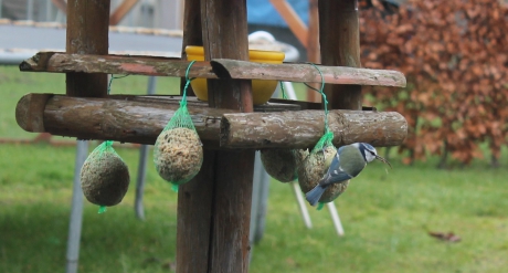 Pimpelmees xxl snavel