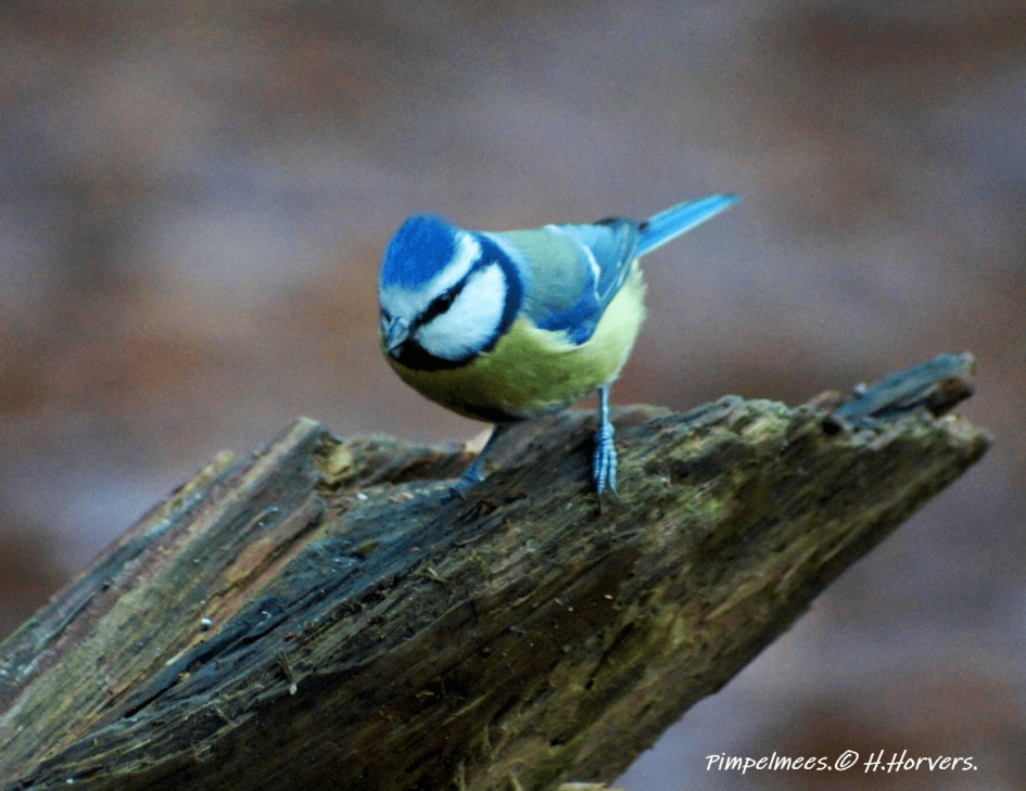 Pimpelmeesje - Vogels - Pimpelmeesje