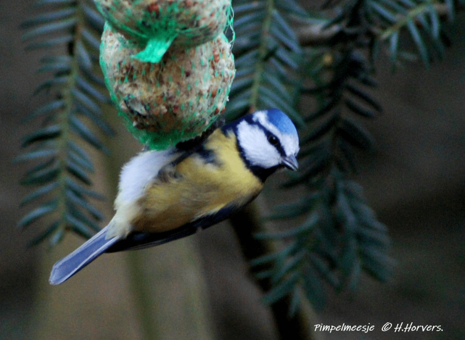 Pimpelmeesje - Vogels - Pimpelmeesje