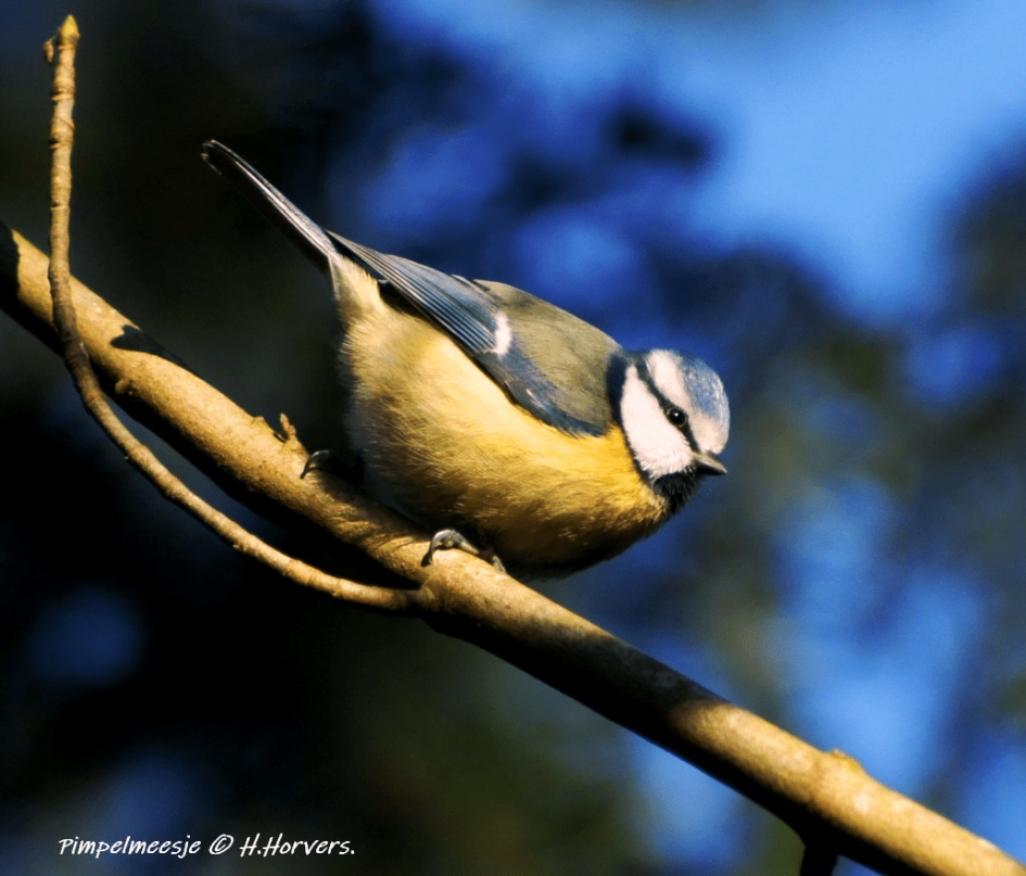 Pimpelmeesje - Vogels - Pimpelmeesje