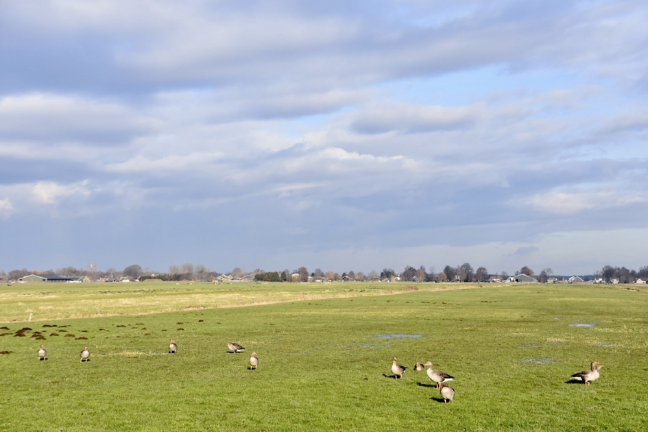 Polder met zicht op Tienhoven - Vogels - 