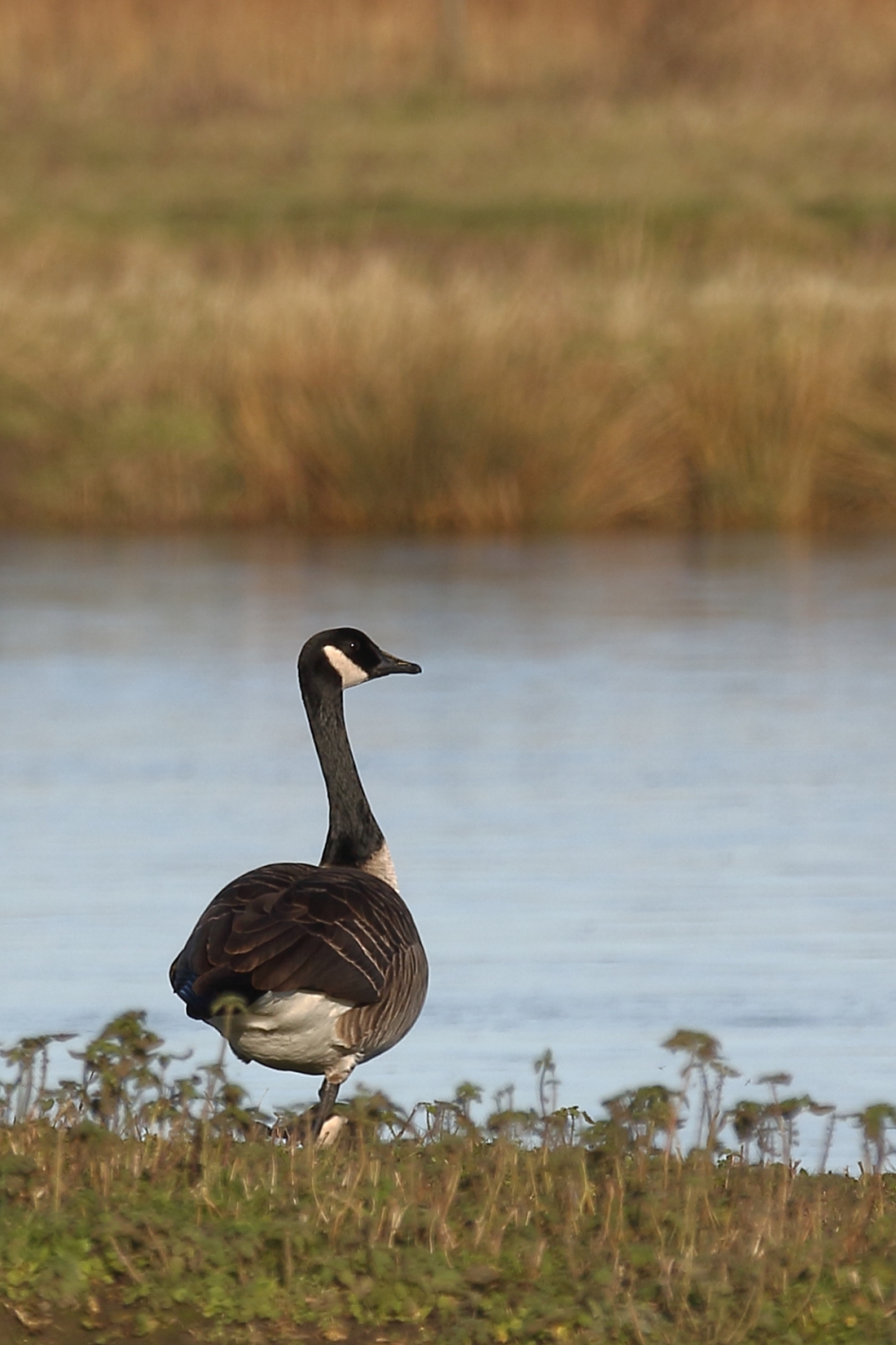 pootje lichten - Vogels - grte Canadese gans