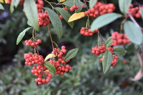 Prachtig volle struiken