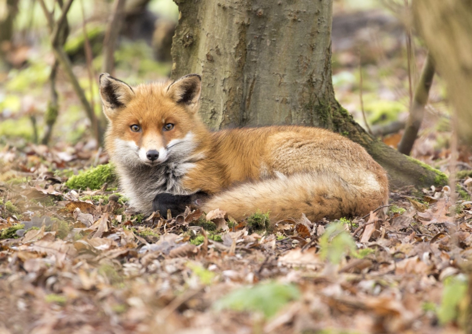 Prachtige vos in warm winterkleed - Zoogdieren - Vos