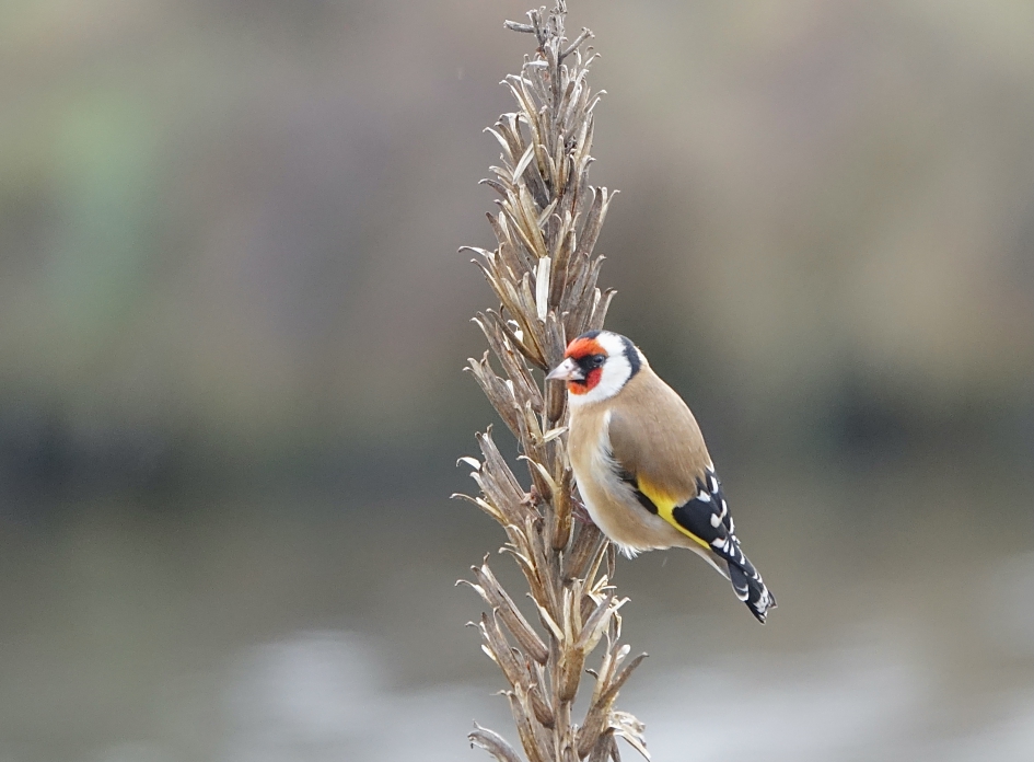 Putter - Vogels - Putter