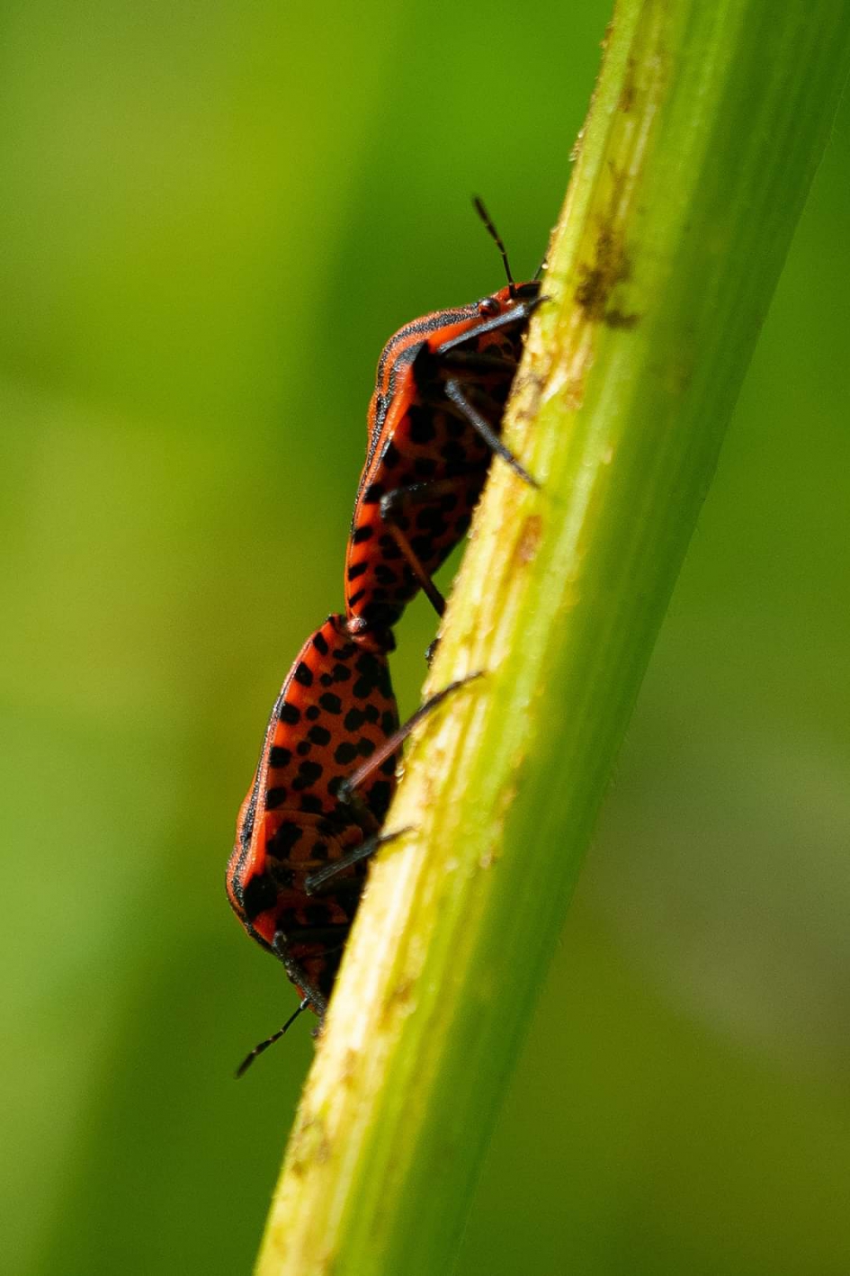 Pyjamawantsen - Geleedpotigen - Pyamawants