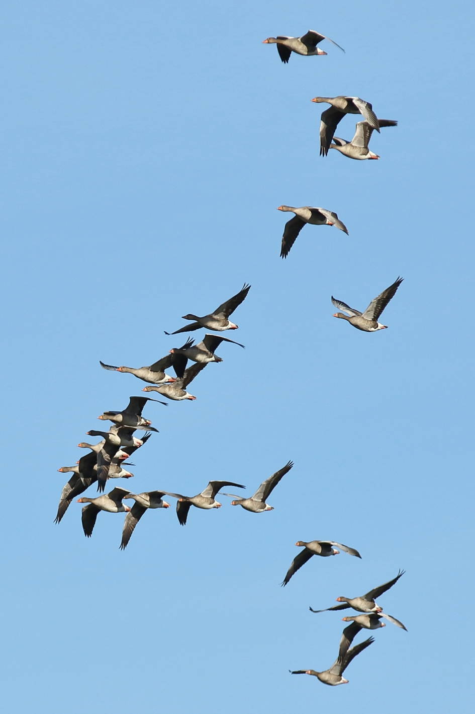 Rakelings - Vogels - grauwe gans