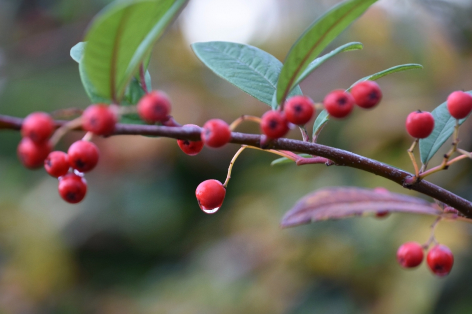 Rode besjes - Planten - 