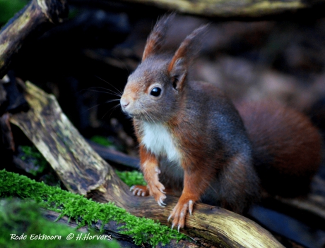 Rode Eekhoorn