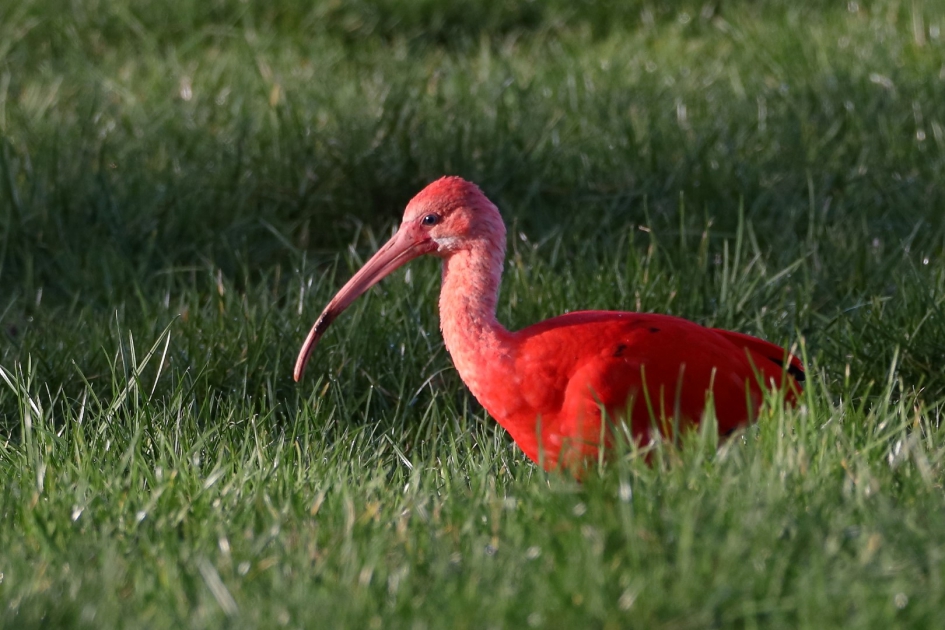 Vroege Vogels Foto Vogels Rode Ibis Vroege Vogels Foto Vogels Rode Ibis