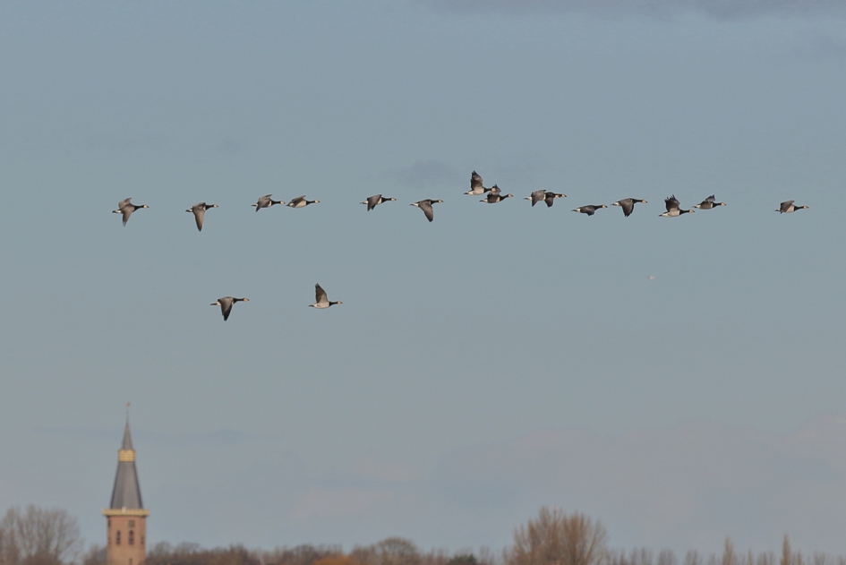 rondje rond de kerk - Vogels - brandgans