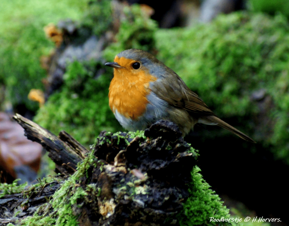 Roodborstje - Vogels - Roodborstje
