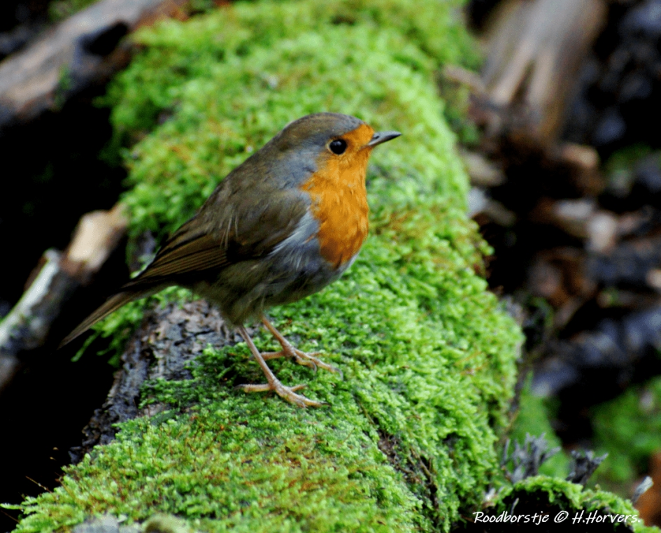 Roodborstje - Vogels - Roodborstje