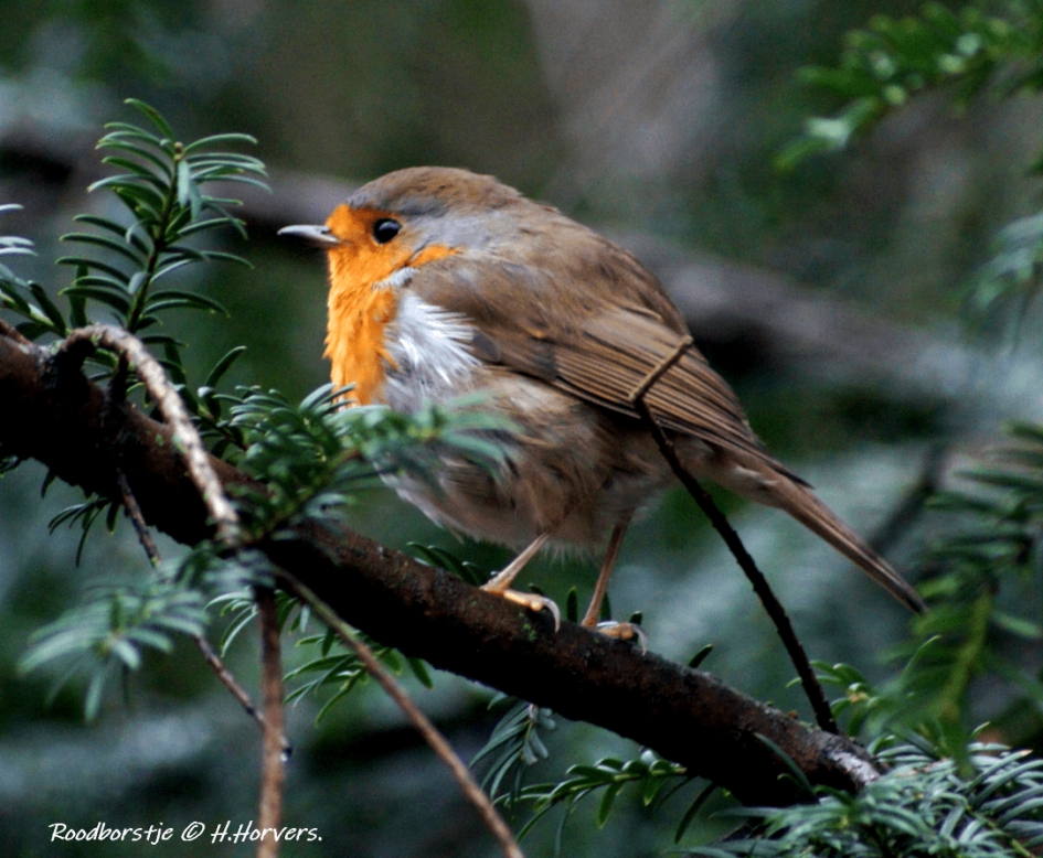 Roodborstje - Vogels - Roodborstje