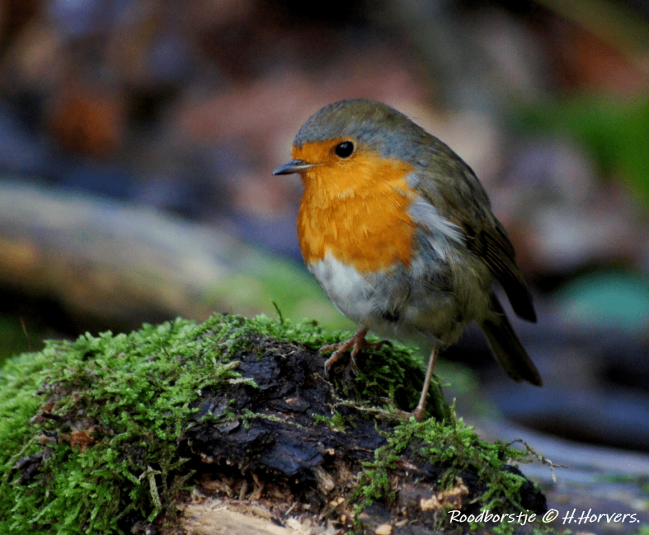 Roodborstje - Vogels - Roodborstje