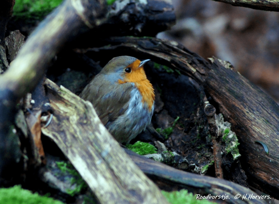 Roodborstje - Vogels - Roodborstje