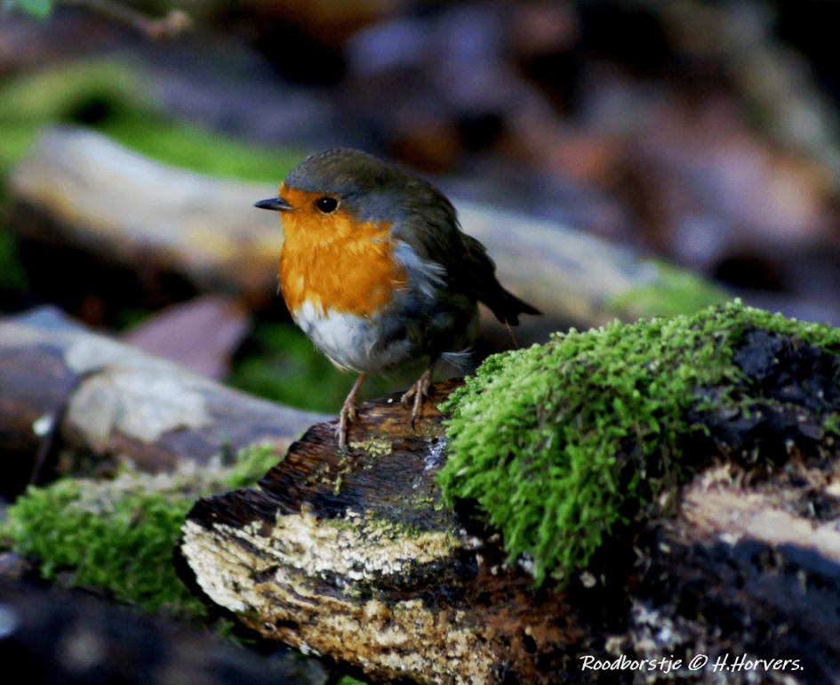 Roodborstje - Vogels - Roodborstje