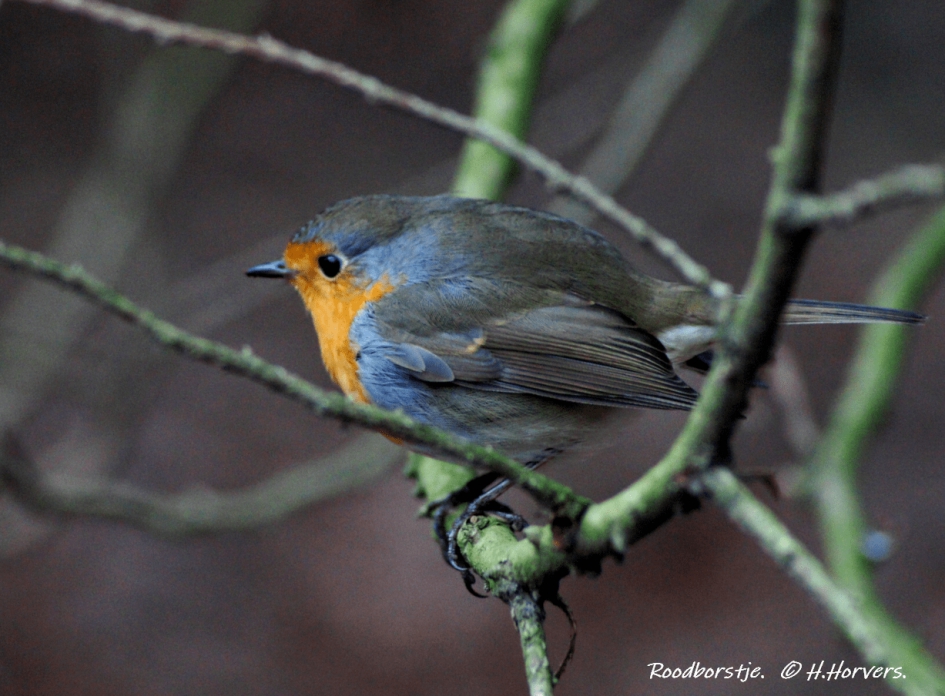 Roodborstje - Vogels - Roodborstje
