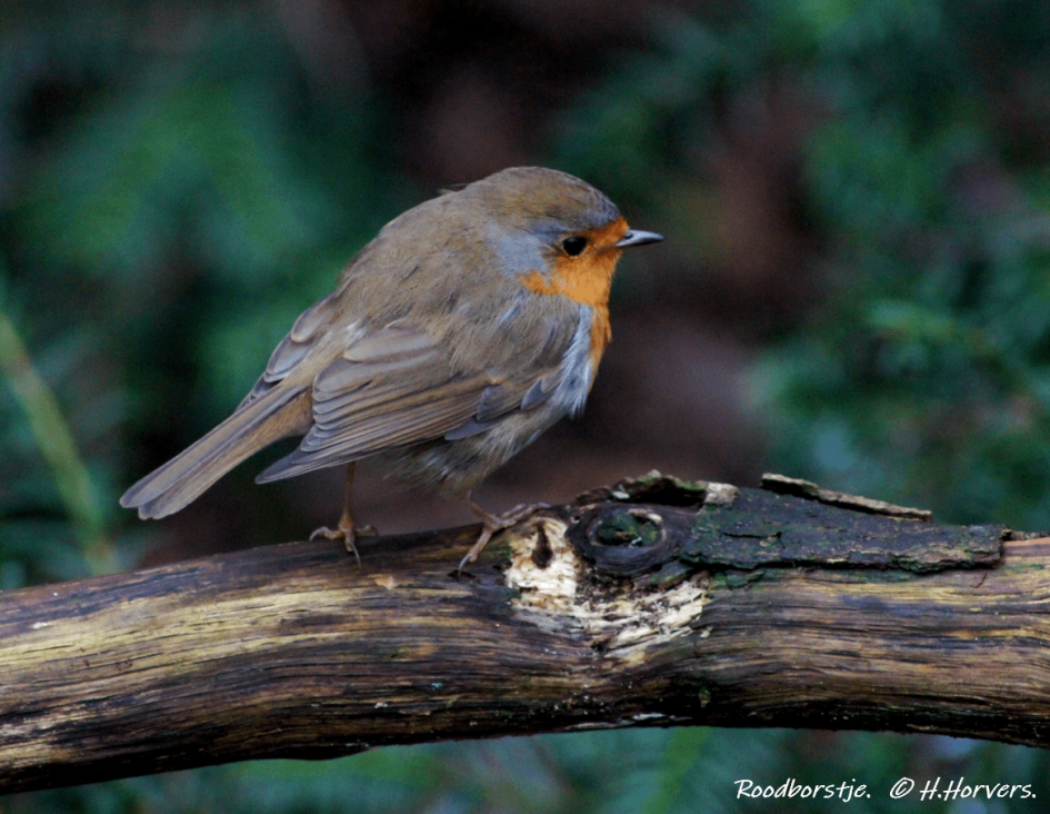 Roodborstje - Vogels - Roodborstje
