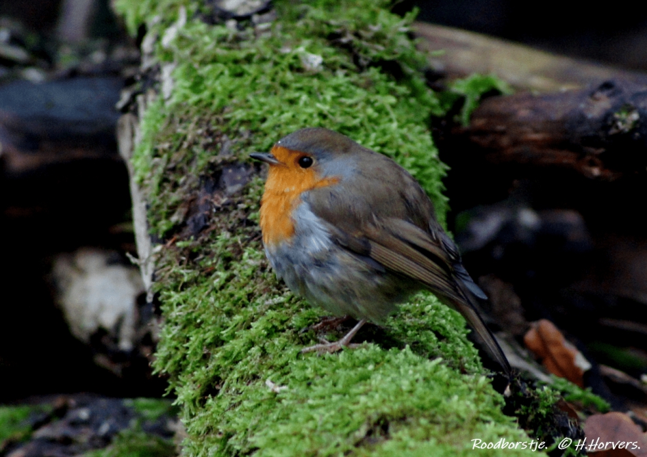 Roodborstje - Vogels - Roodborstje