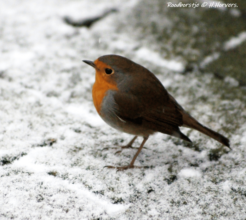 Roodborstje - Vogels - Roodborstje