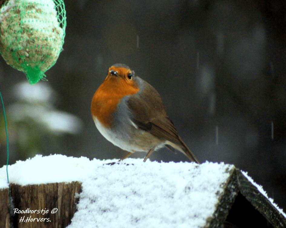Roodborstje - Vogels - Roodborstje