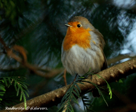 Roodborstje
