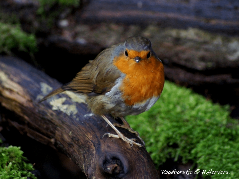 Roodborstje - Vogels - Roodborstje