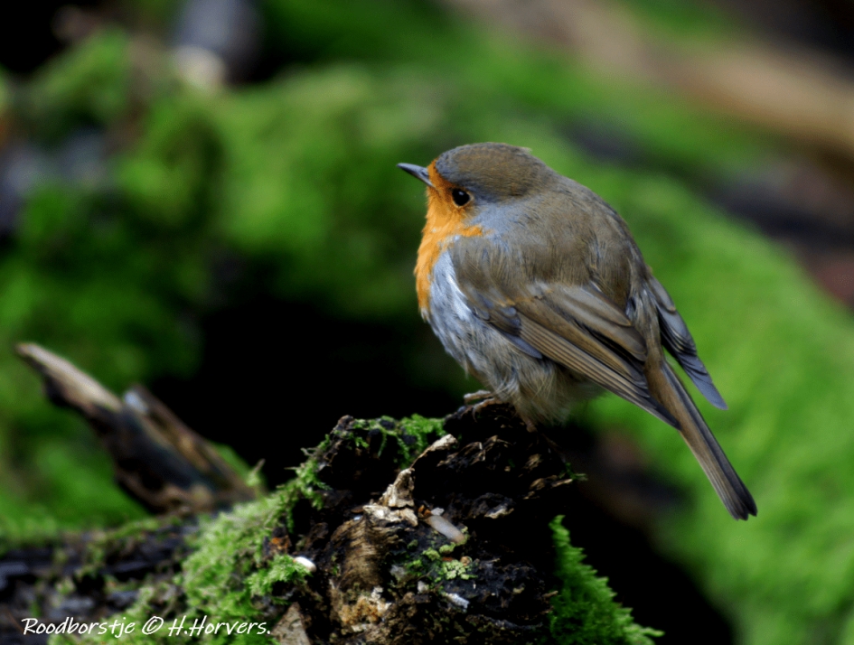 Roodborstje - Vogels - Roodborstje