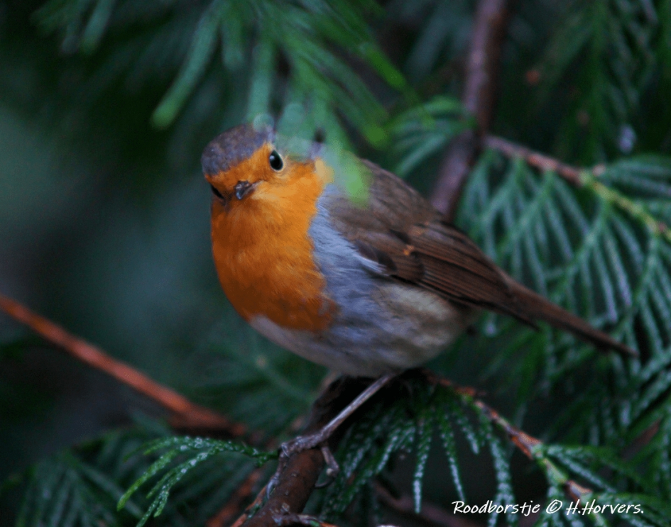 Roodborstje - Vogels - Roodborstje