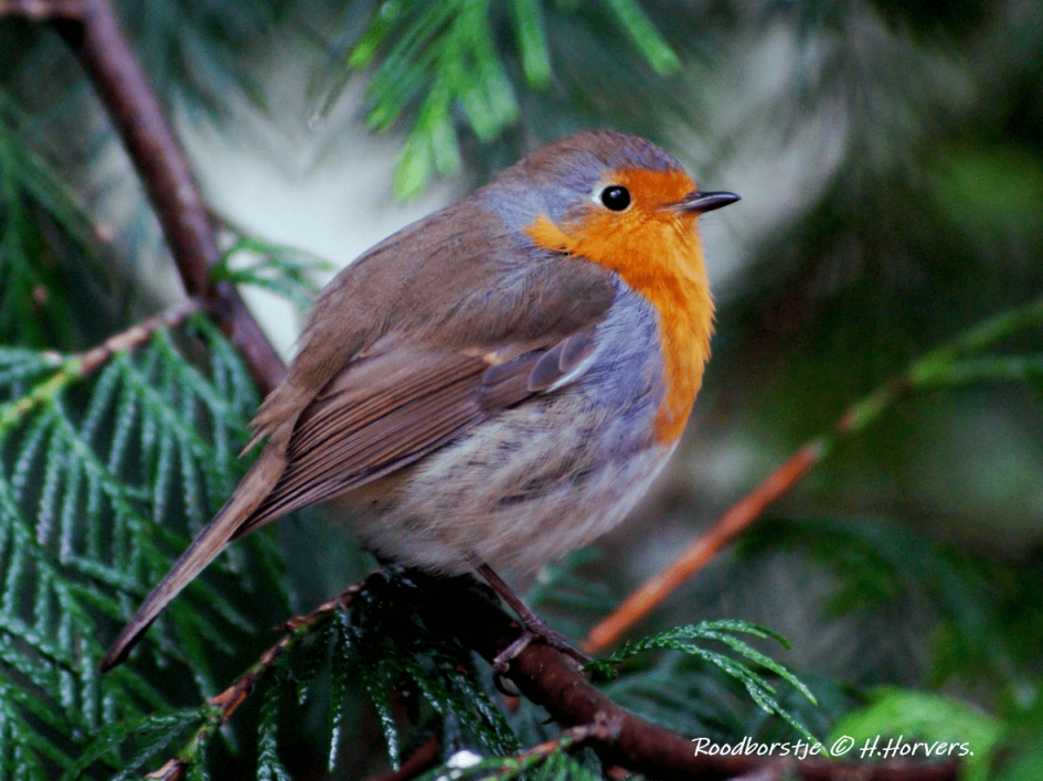 Roodborstje - Vogels - Roodborstje