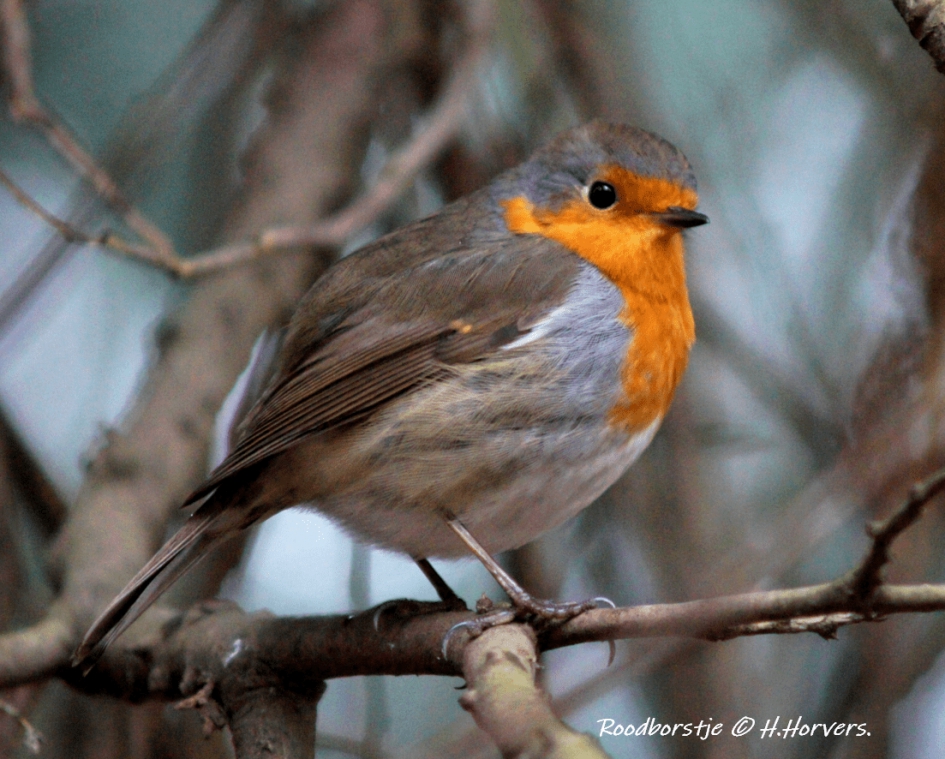 Roodborstje - Vogels - Roodborstje