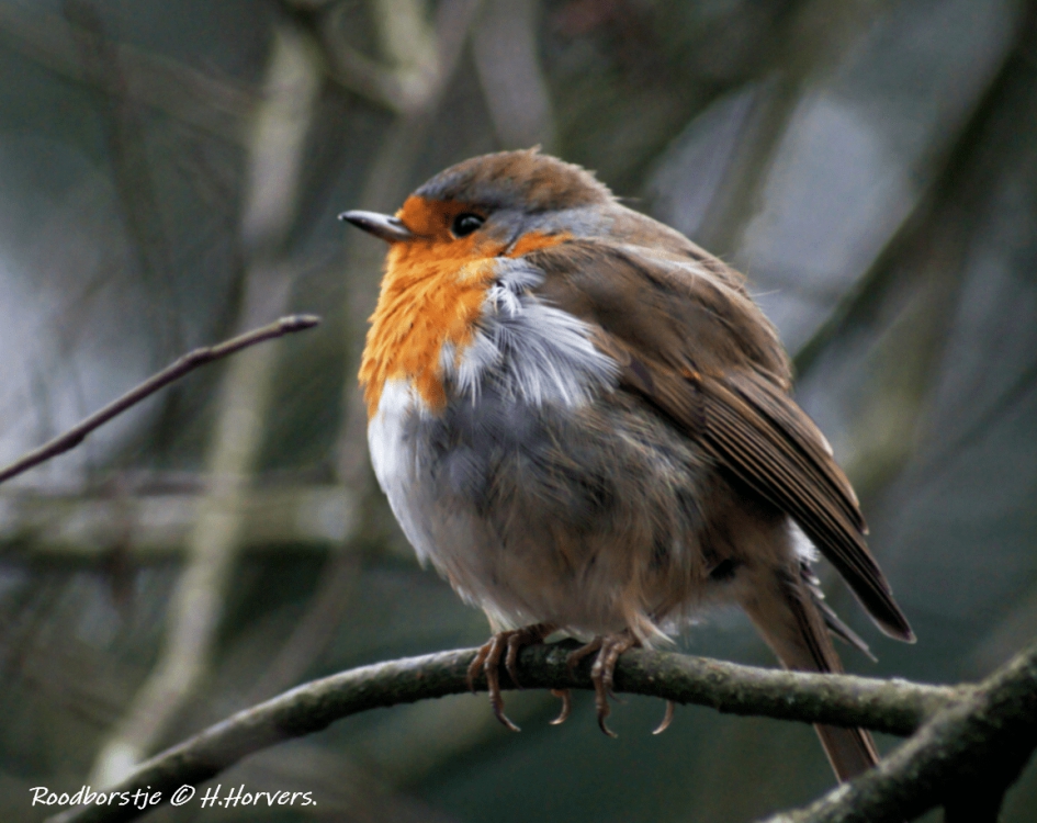 Roodborstje - Vogels - Roodborstje