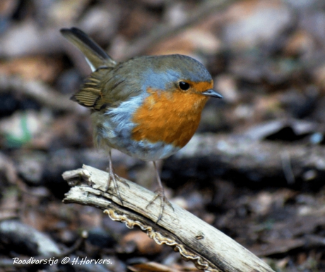 Roodborstje