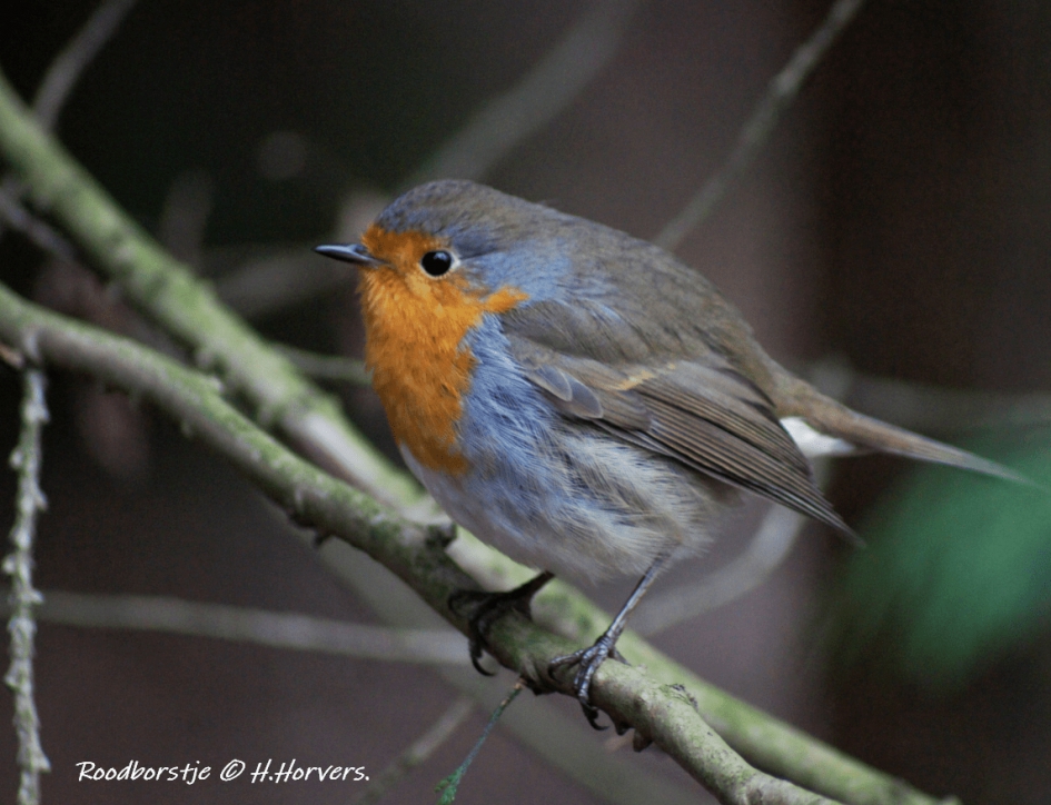 Roodborstje - Vogels - Roodborstje