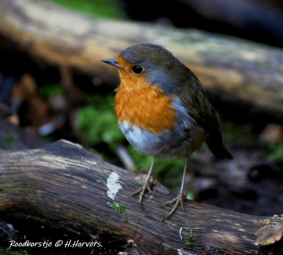 Roodborstje - Vogels - Roodborstje