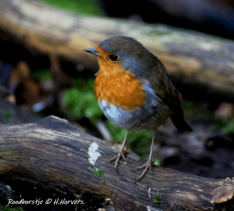 Roodborstje