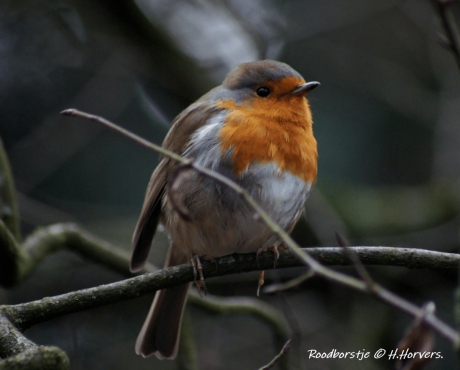 Roodborstje