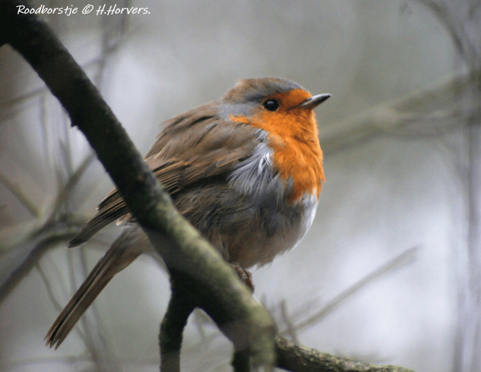 Roodborstje - Vogels - Roodborstje