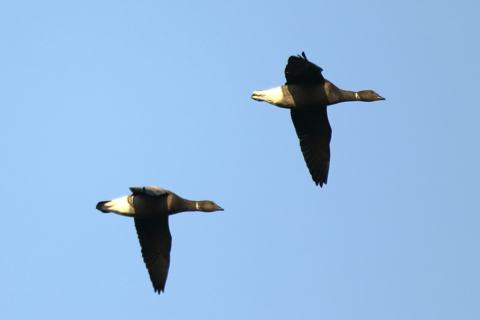 rotgans - Vogels - rotgans