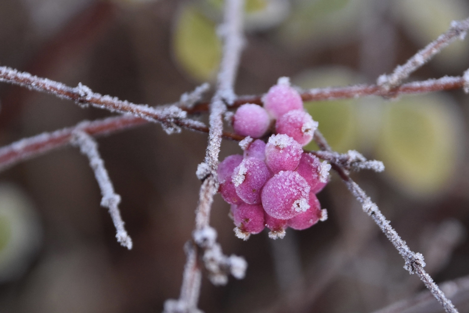 Roze besjes met suikerrandje - Planten - 