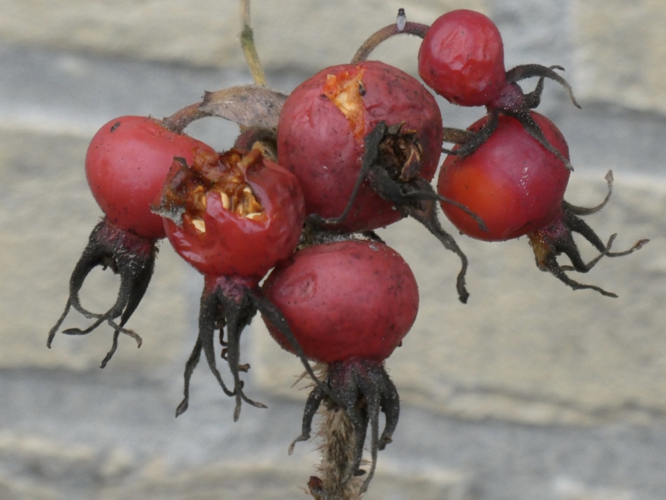 Rozenbottels - Planten - 