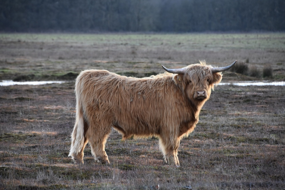 Schotse hooglander - Zoogdieren - 