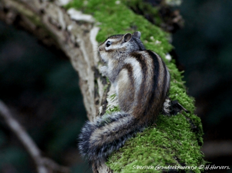 Siberisch Grondeekhoorntje