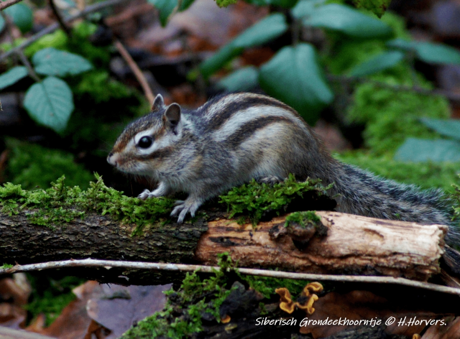 Siberisch Grondeekhoorntje . - Zoogdieren - Siberisch Grondeekhoorntje .