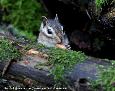 Siberisch Grondeekhoorntje .