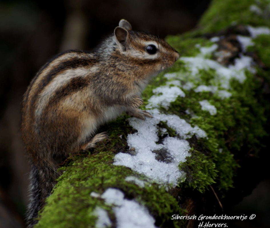 Siberisch Grondeekhoorntje . - Zoogdieren - Siberisch Grondeekhoorntje