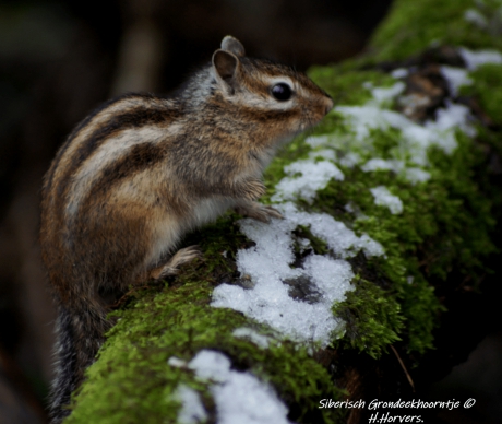 Siberisch Grondeekhoorntje .