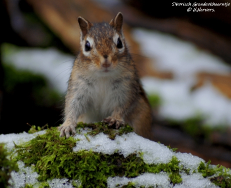 Siberisch Grondeekhoorntje .